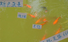中超教練意外敗北，網(wǎng)球賽遭吊打！